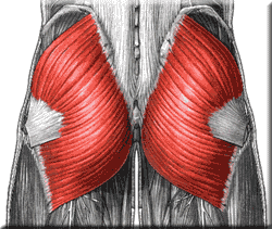 Which exercise provides the biggest loads to the gluteals